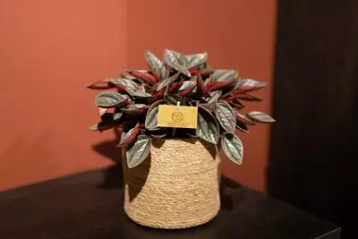 Peperomia Santorini (Zwanenkruid, Zwanenkroos, Rondo Venetiano plant) 20cm - afbeelding 4