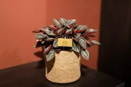 Peperomia Santorini (Zwanenkruid, Zwanenkroos, Rondo Venetiano plant) 20cm - afbeelding 4