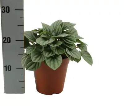 Peperomia Sarcophylla (Zwanenkruid, Zwanenkroos, Rondo Venetiano plant) 25cm - afbeelding 1