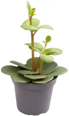 Peperomia tetraphylla 'Hope' (Peperomia) 12cm - afbeelding 1