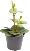Peperomia tetraphylla 'Hope' (Peperomia) 12cm - afbeelding 1