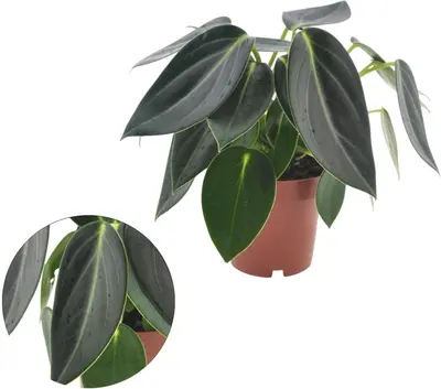 Peperomia 'Vanilla' 25cm - afbeelding 1