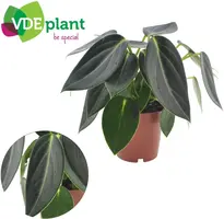 Peperomia 'Vanilla' 25cm - afbeelding 2