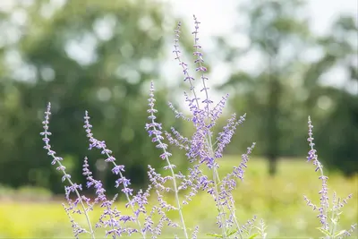Perovskia Atr. Blue Spire (Russische lavendel) - afbeelding 5