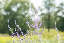 Perovskia Atr. Blue Spire (Russische lavendel) - afbeelding 5