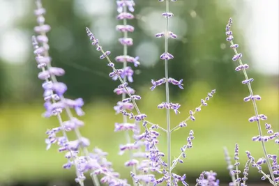 Perovskia Atr. Blue Spire (Russische lavendel) - afbeelding 6
