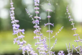 Perovskia Atr. Blue Spire (Russische lavendel) - afbeelding 6