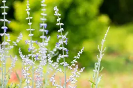 Perovskia Atr. Blue Spire (Russische lavendel) - afbeelding 8