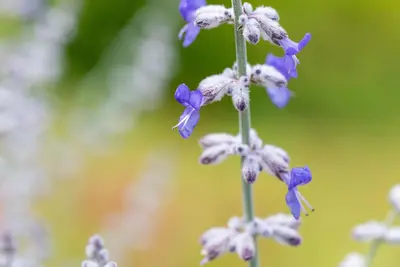 Perovskia Atr. Blue Spire (Russische lavendel) - afbeelding 9