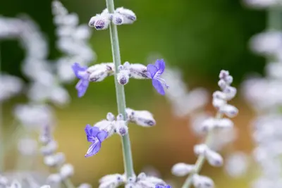 Perovskia Atr. Blue Spire (Russische lavendel) - afbeelding 10
