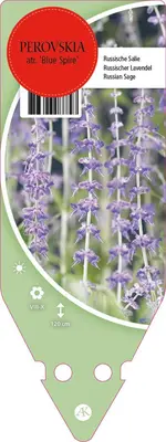 Perovskia Atr. Blue Spire (Russische lavendel) - afbeelding 1