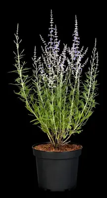 Perovskia Atr. Blue Spire (Russische lavendel) - afbeelding 11