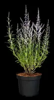 Perovskia Atr. Blue Spire (Russische lavendel) - afbeelding 11