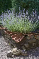 Perovskia Atr. Blue Spire (Russische lavendel) - afbeelding 4