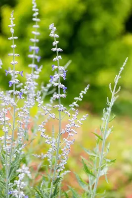 Perovskia Atr. Blue Spire (Russische lavendel) - afbeelding 7