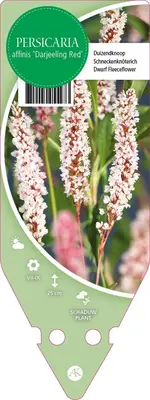 Persicaria Affinis Darjeeling Red (Duizendknoop) - afbeelding 1