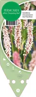 Persicaria Affinis Darjeeling Red (Duizendknoop) - afbeelding 1