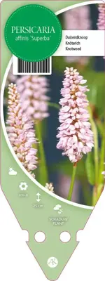 Persicaria Affinis Superba (Duizendknoop) - afbeelding 1