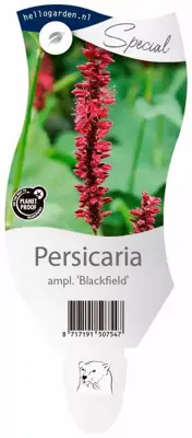 Persicaria amplexicaulis 'Blackfield' (Duizendknoop) - afbeelding 1