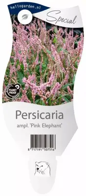 Persicaria amplexicaulis 'Pink Elephant' (Duizendknoop) - afbeelding 1