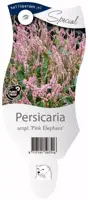 Persicaria amplexicaulis 'Pink Elephant' (Duizendknoop) - afbeelding 1