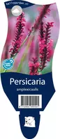Persicaria amplexicaulis 'Red Flowers' (Duizendknoop) kopen?