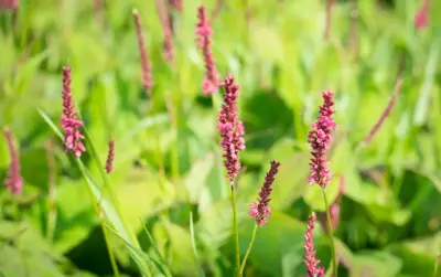 Persicaria amplexicaulis 'Red Flowers' (Duizendknoop) - afbeelding 2