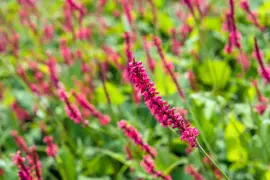 Persicaria amplexicaulis 'Red Flowers' (Duizendknoop) - afbeelding 3