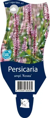 Persicaria amplexicaulis 'Rosea' (Duizendknoop) - afbeelding 1