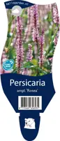 Persicaria amplexicaulis 'Rosea' (Duizendknoop) - afbeelding 1