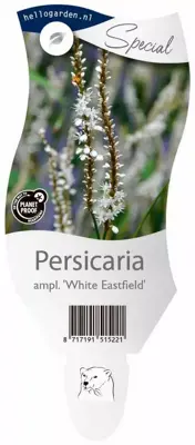 Persicaria amplexicaulis 'White Eastfield' (Duizendknoop) - afbeelding 1