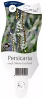 Persicaria amplexicaulis 'White Eastfield' (Duizendknoop) - afbeelding 1