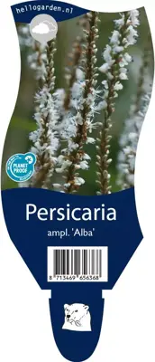 Persicaria (Duizendknoop) - afbeelding 1