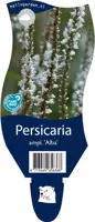 Persicaria (Duizendknoop) - afbeelding 1