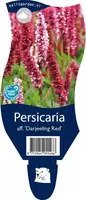 Persicaria (Duizendknoop) - afbeelding 1