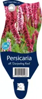 Persicaria (Duizendknoop) - afbeelding 1