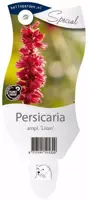 Persicaria (Duizendknoop) - afbeelding 1