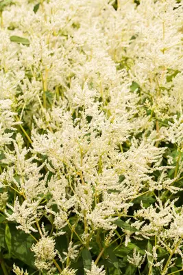 Persicaria polymorpha (Veelvormige duizenknoop) - afbeelding 2