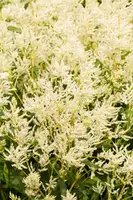 Persicaria polymorpha (Veelvormige duizenknoop) - afbeelding 2