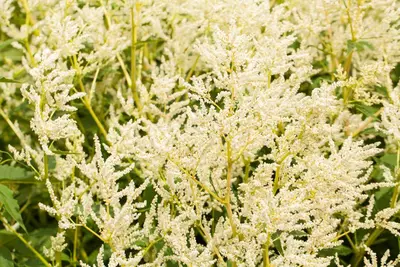 Persicaria polymorpha (Veelvormige duizenknoop) - afbeelding 1