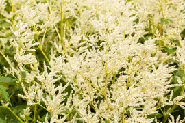 Persicaria polymorpha (Veelvormige duizenknoop) - afbeelding 1