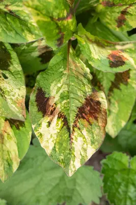 Persicaria virginiana 'Lance Corporal' (Duizendknoop 'Lance Corporal') - afbeelding 1