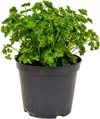 Petroselinum crispum (Krulpeterselie) ø14 cm - afbeelding 1