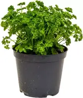 Petroselinum crispum (Krulpeterselie) ø14 cm - afbeelding 1