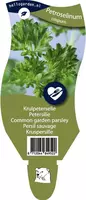 Petroselinum crispum (Krulpeterselie) kopen?