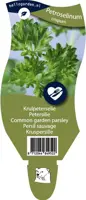 Petroselinum crispum (Krulpeterselie) - afbeelding 1