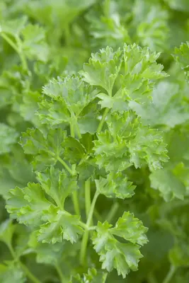 Petroselinum crispum (Peterselie) - afbeelding 13
