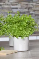 Petroselinum crispum (Peterselie) - afbeelding 18