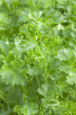 Petroselinum crispum (Peterselie) - afbeelding 21