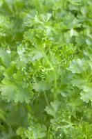 Petroselinum crispum (Peterselie) - afbeelding 21